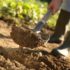 How to Grow Green Onions in Your Garden Successfully – A Complete Beginner’s Guide