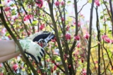 Pruning Bushes in the Spring: Essential Guide for Flowers and Perennials