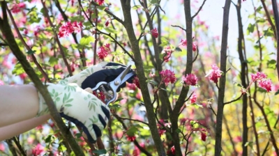 Pruning Bushes in the Spring: Essential Guide for Flowers and Perennials