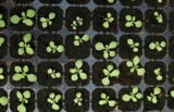 How to Successfully Start Your Seedlings in the Spring