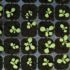 The Art and Science of Backyard Garden Planning