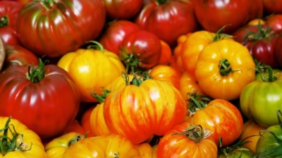 The Ultimate Guide to Growing Your Own Tomatoes