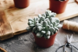 The Best Gardening Accessories for 2026