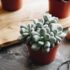 How to Create a Beautiful Flower Garden