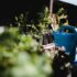 Vegetable Gardening Tips for Beginners