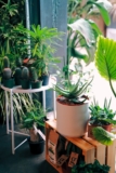 Vegetable Gardening Tips for Beginners